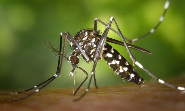 Dengue