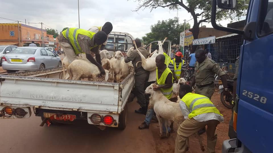 Ouagadougou: 224 moutons en fourrière pour non respect de la loi