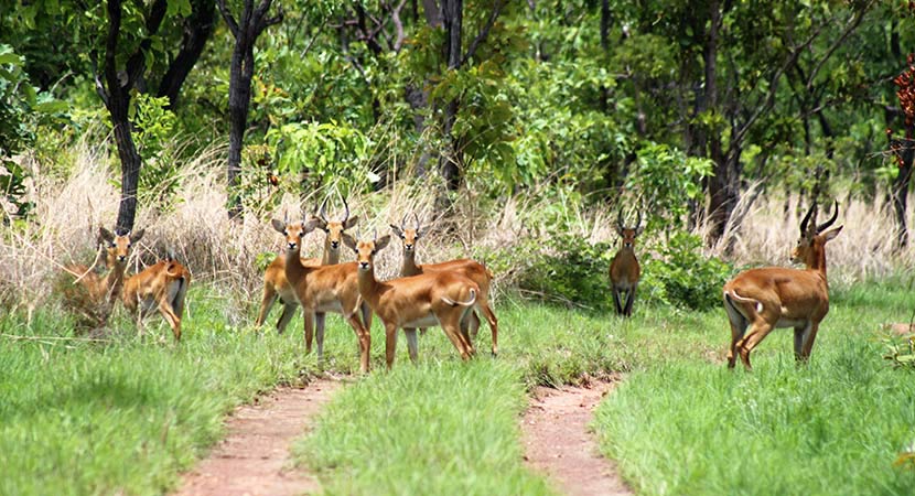 Le parc national de la Comoé