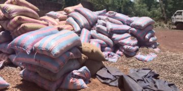 Lutte contre la fraude à l’exportation : plus de 30 tonnes de noix brute de cajou saisies