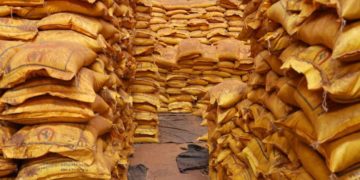 Protection de la santé publique : 1 040 tonnes de riz avarié transformées en engrais biologique