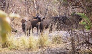 La partie burkinabè du Complexe W, désormais inscrite…