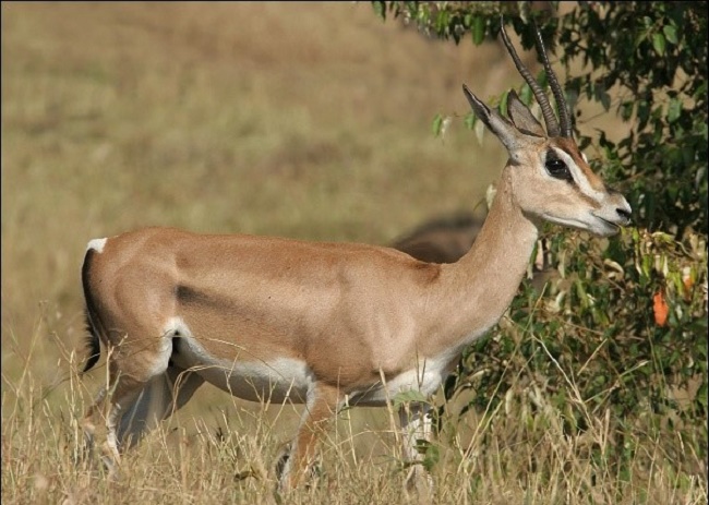 Côte d’Ivoire : Le prenant pour une gazelle, un chasseur abat un homme à Bocanda