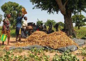 Production du niébé dans le Sourou et le…