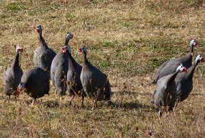 Poa: battu à mort pour une pintade volée