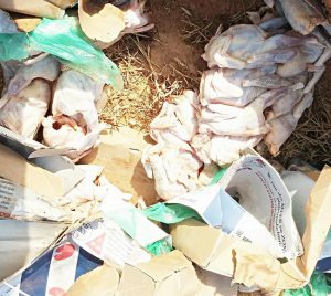 Poulets de chair: La Police saisit 450 carcasses…
