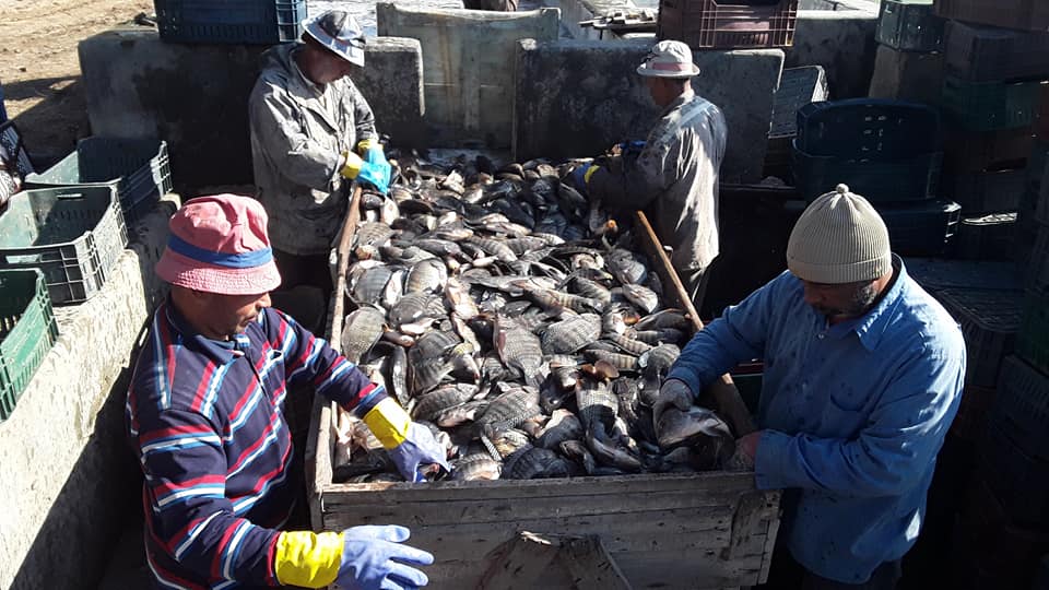 Le Ministère des ressources animales interdit l’importation et la commercialisation du poisson tilapia