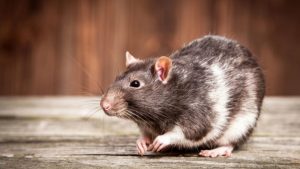 Fièvre de Lassa: «Aucun cas» enregistré pour le…