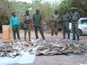Oubritenga: 150 kg de viande d’hippopotame saisie à…