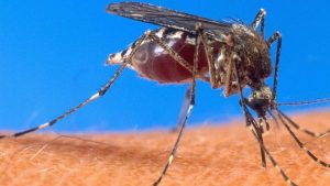Santé: Un nouveau traitement contre le paludisme récurrent