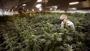 Le Canada légalise le cannabis