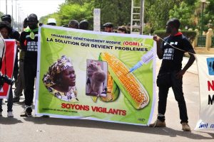 Burkina : controverse autour de moustiques OGM contre…