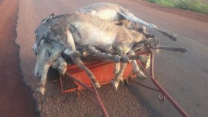 Burkina: découverte d’une maladie affectant les ânes et des chevaux ( officielle)