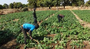 Discours sur la Situation de la Nation: LE SECTEUR DE L’AGRICULTURE ET DE L’ELEVAGE