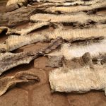 Burkina Faso: Des trafiquants peaux de crocodiles mis aux arrêts