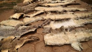 Burkina Faso: Des trafiquants peaux de crocodiles mis aux arrêts