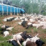 Burkina Faso: 2 pertes en vies humaines et près de 160 béliers tués dans un accident d’un camion