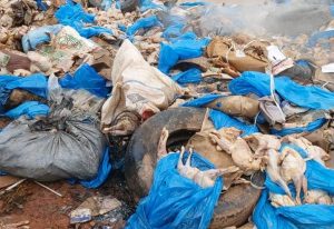 Ouagadougou: une autre cargaison de poulets impropres à la consommation jetée au secteur 29