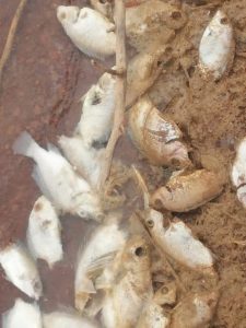 Séguénéga: des centaines de poissons morts