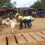 Ouagadougou: 350 animaux mis en fourrières par la police municipale
