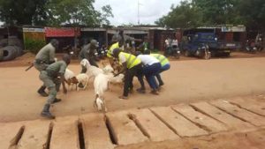 Ouagadougou: 350 animaux mis en fourrières par la police municipale