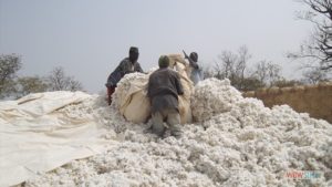 SOFITEX: Malversations de 90 millions FCFA, 03 cadres…