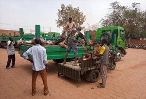 Abattage clandestin d’animaux à Ouagadougou: Une importante quantité de carcasses de bœufs et de petits ruminants  saisis