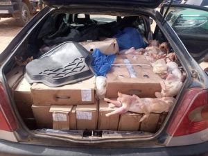Ouagadougou: des poulets impropres à la consommations saisis