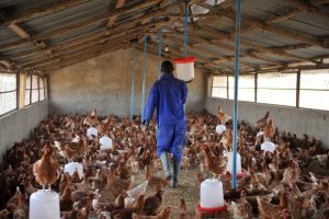 La grippe aviaire présente au Burkina Faso