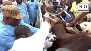 Élevage : campagne d’insémination animale et vaccination du cheptel lancée à Pabré