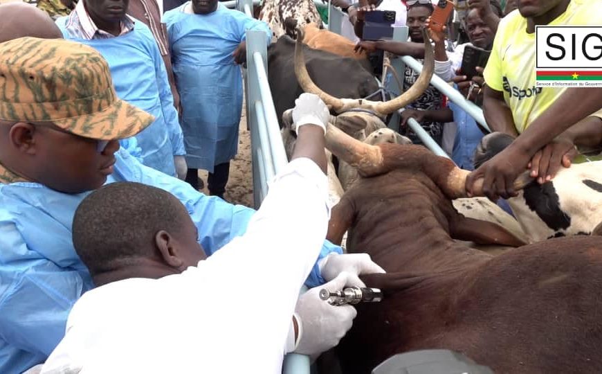 Élevage : campagne d’insémination animale et vaccination du cheptel lancée à Pabré