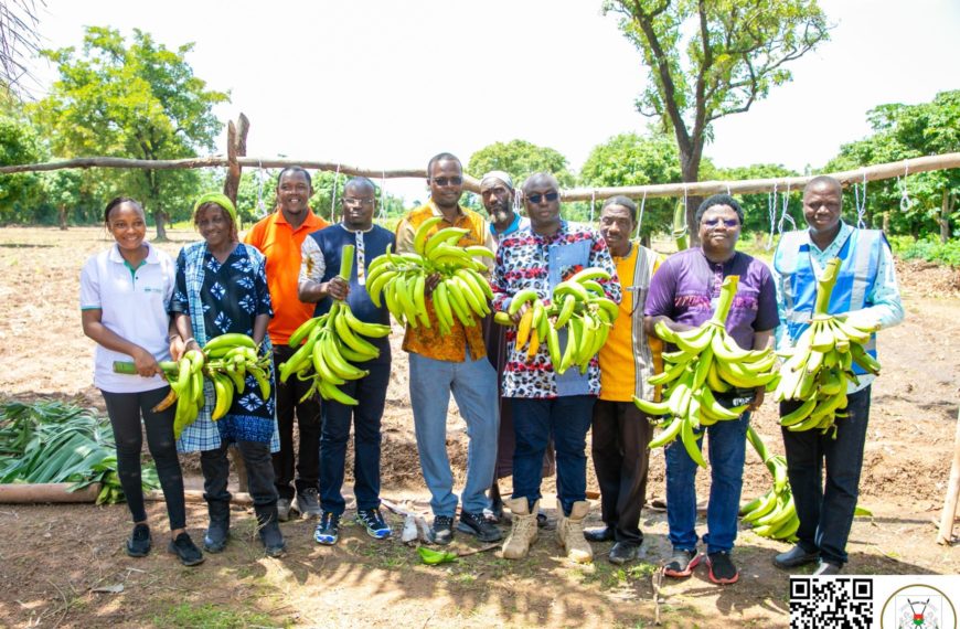 Initiative présidentielle pour la production agricole : une banane plantain 100 % burkinabè dans nos assiettes