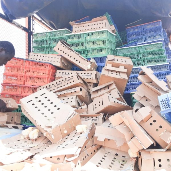 Contrôle renforcé des produits d’origine animale : 88 600 poussins et une tonne d’aliments détruits