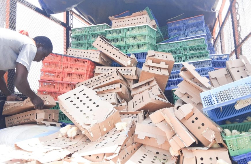 Contrôle renforcé des produits d’origine animale : 88 600 poussins et une tonne d’aliments détruits