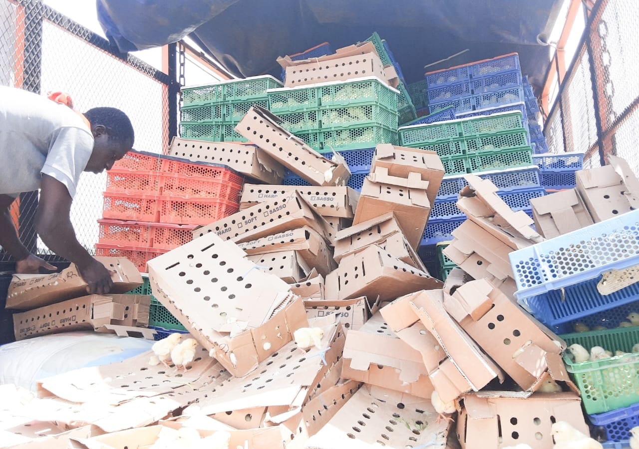 Contrôle renforcé des produits d’origine animale : 88 600 poussins et une tonne d’aliments détruits