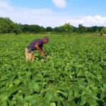 Reconquête du territoire et souveraineté alimentaire : l’ESRI II de Bondokuy cultive 43 hectares pour renforcer la résilience nationale