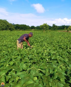 Reconquête du territoire et souveraineté alimentaire : l’ESRI II de Bondokuy cultive 43 hectares pour renforcer la résilience nationale