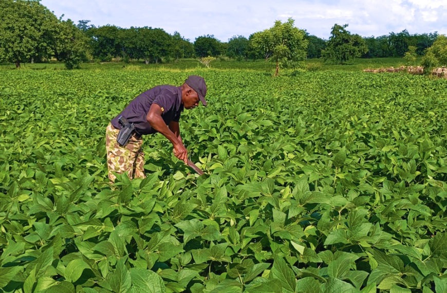 Reconquête du territoire et souveraineté alimentaire : l’ESRI II de Bondokuy cultive 43 hectares pour renforcer la résilience nationale