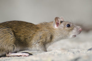 Souris dans votre maison