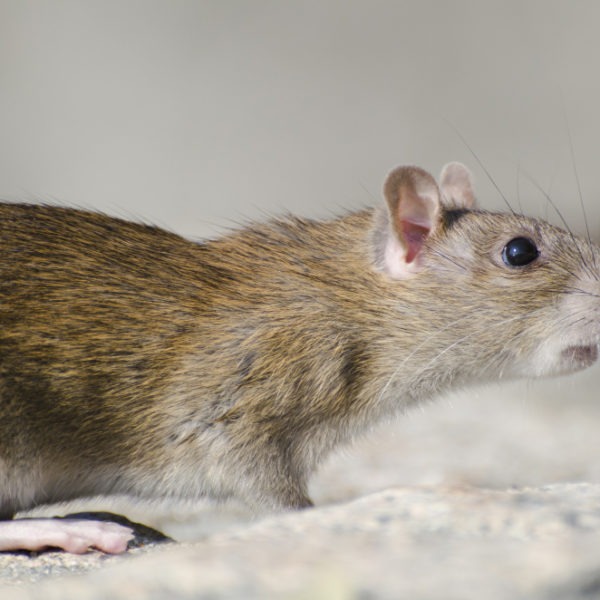 Souris dans votre maison