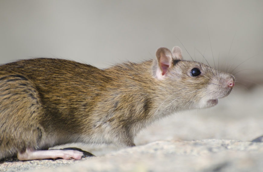 Souris dans votre maison