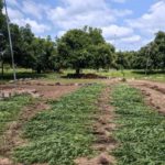 Trafic de chanvre indien : la Gendarmerie Nationale démantèle un réseau local à Guiaro