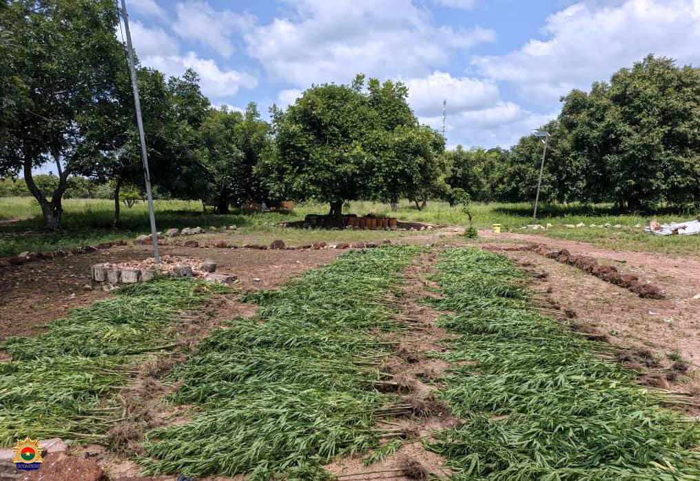 Trafic de chanvre indien : la Gendarmerie Nationale démantèle un réseau local à Guiaro