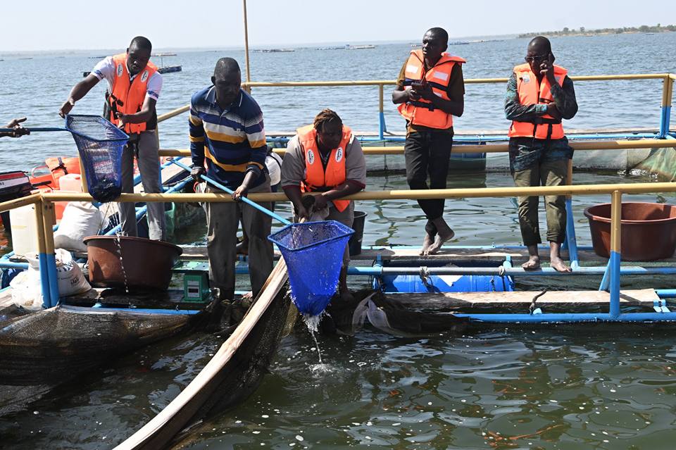 Campagne de vaccination animale : le ministre Dicko supervise l’opération de vaccination des poissons à Samandeni