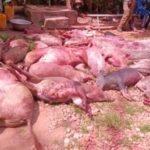 Animaux errants